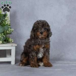 Mystery, Miniature Poodle Puppy